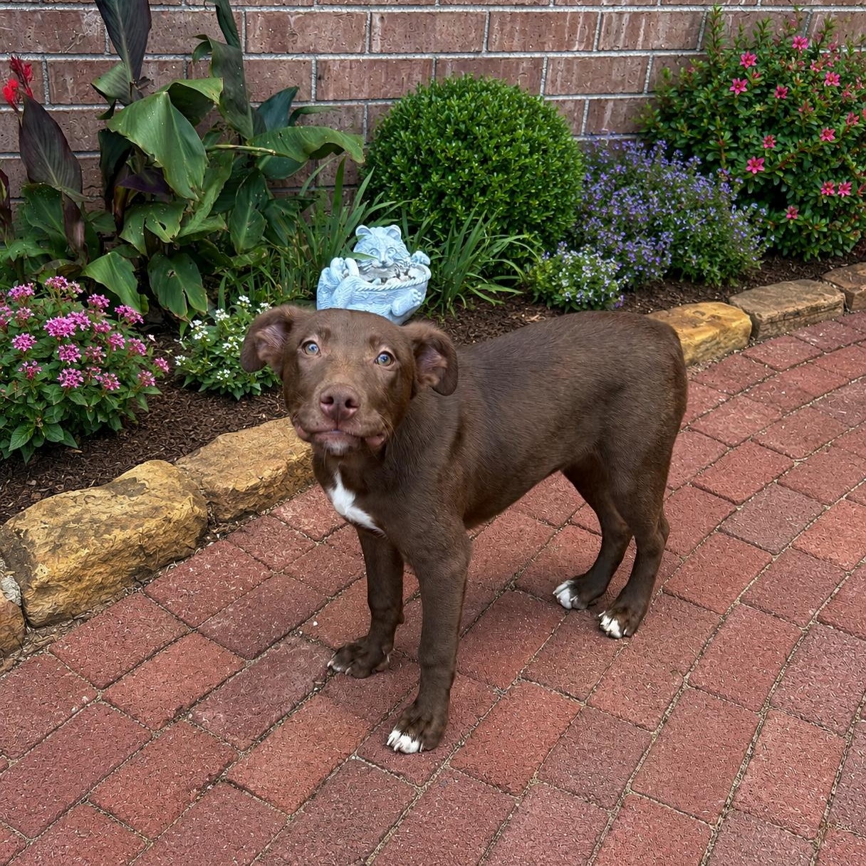 Finn, Adoptable, Puppy Male Labrador Retriever & American Staffordshire Terrier.