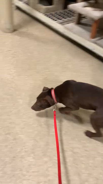 Enlarge Finn, a Adoptable mixed breed in Andover, CT video 6/6