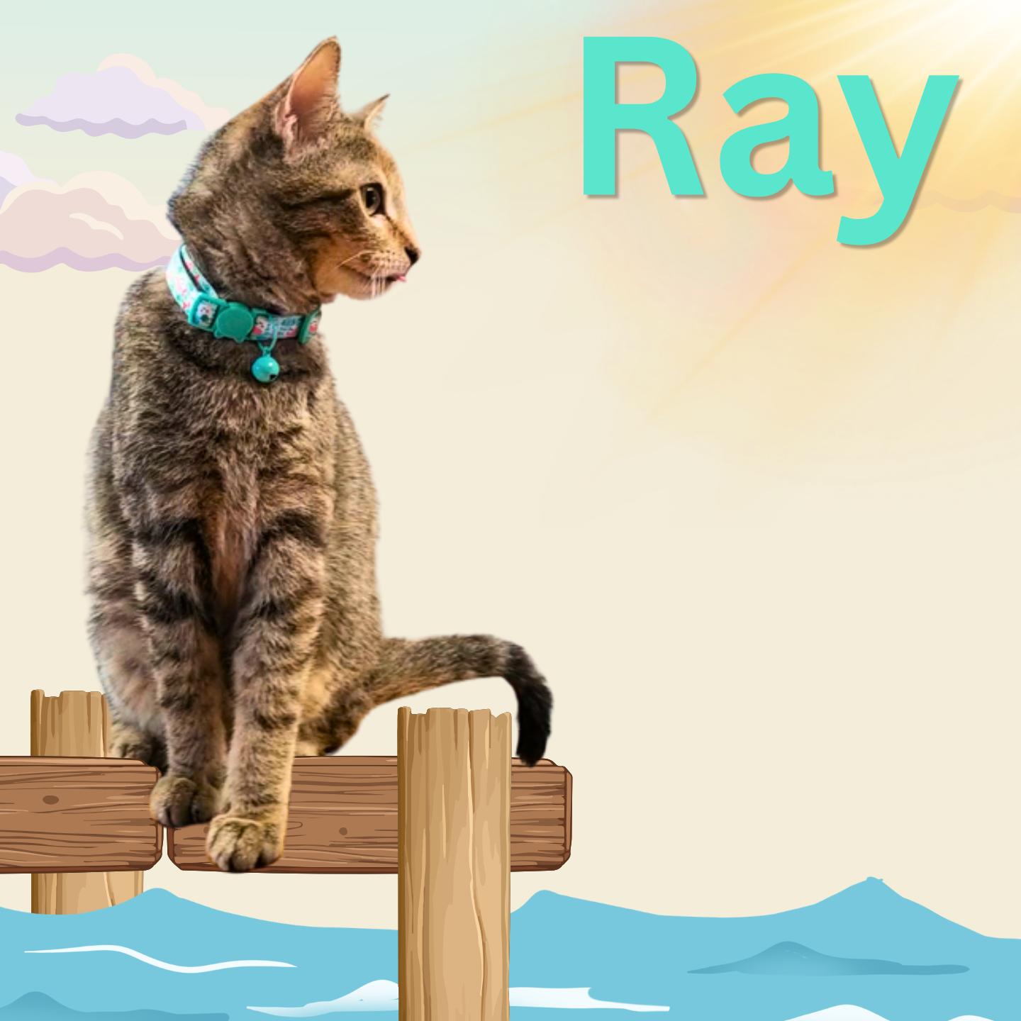 Enlarge Ray, a ADOPTABLE Domestic Short Hair in Aransas Pass, TX image 1/2