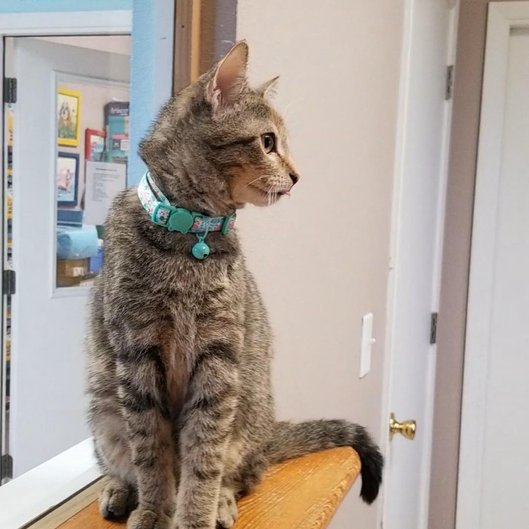 Enlarge Ray, a ADOPTABLE Domestic Short Hair in Aransas Pass, TX image 2/2