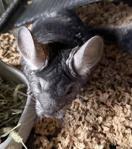 Enlarge Alya, a ADOPTABLE Chinchilla in Atlantic Highlands, NJ image 2/2