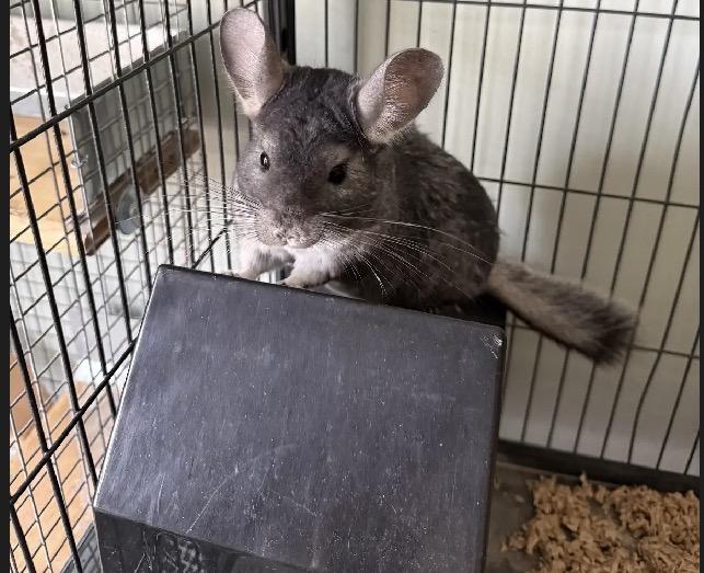 Enlarge Alya, a ADOPTABLE Chinchilla in Atlantic Highlands, NJ image 1/2
