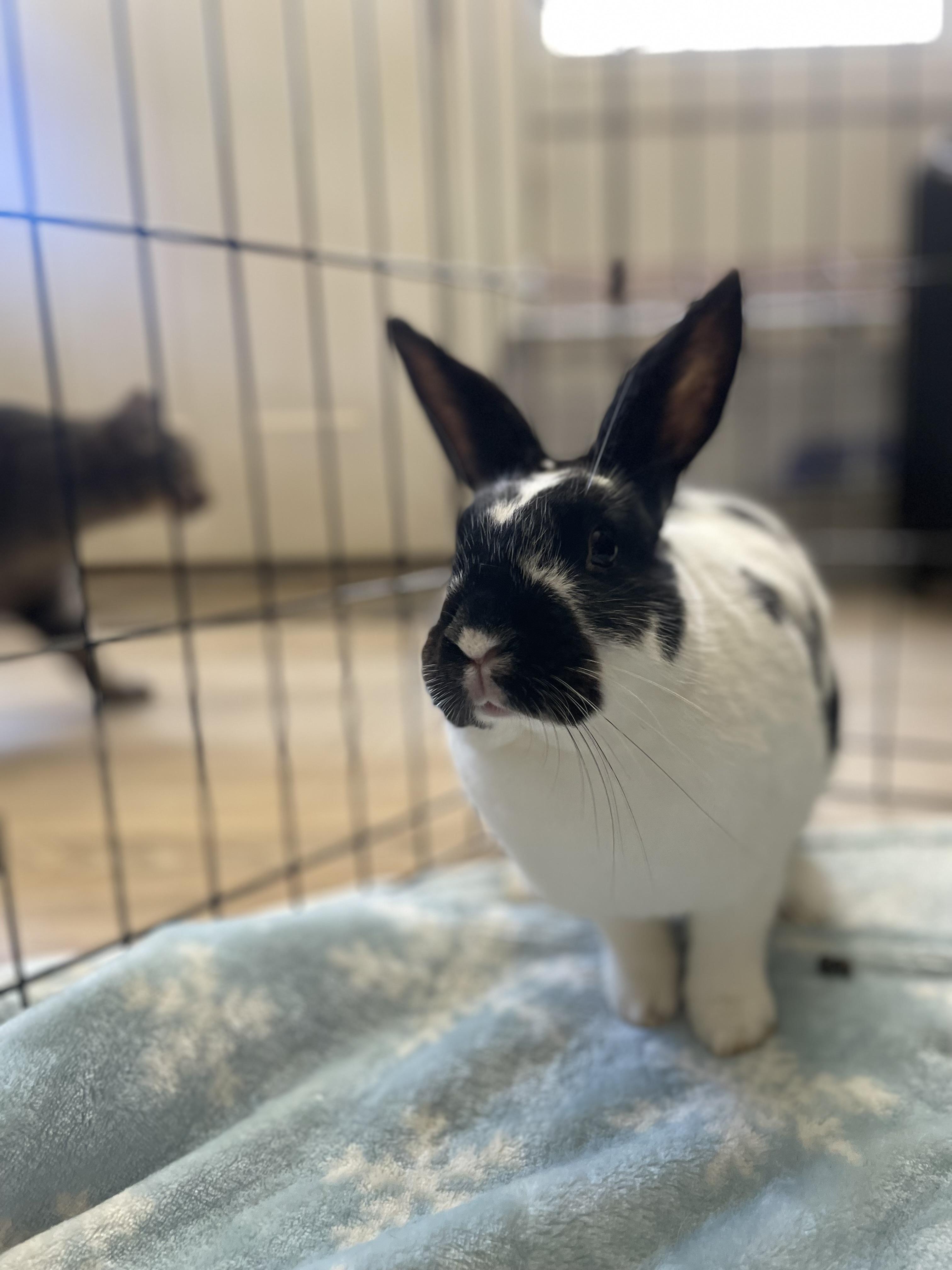 Rain, Adoptable, Adult Female American.