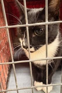 Enlarge PAISLEY, a Adoptable Domestic Short Hair in Fort Myers, FL image 1/1