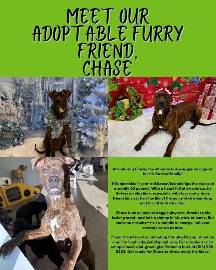 Chase, adopted, Young Male Black Labrador Retriever.