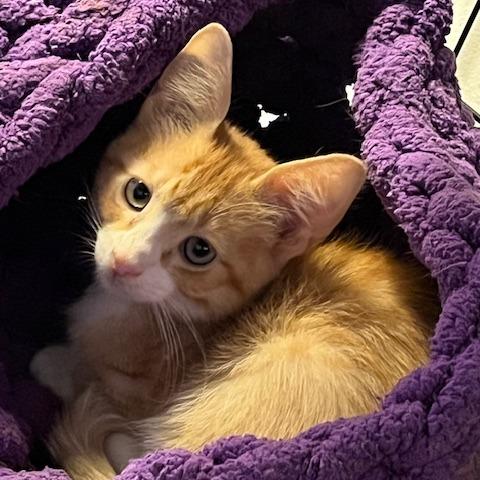 Enlarge George the Mighty Meower, a Adoptable Domestic Short Hair in St. Paul, MN image 1/5