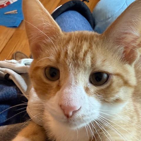 Enlarge George the Mighty Meower, a Adoptable Domestic Short Hair in St. Paul, MN image 2/5