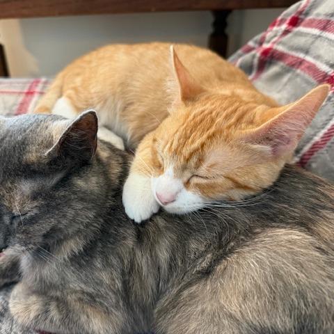 Enlarge George the Mighty Meower, a Adoptable Domestic Short Hair in St. Paul, MN image 3/5