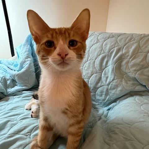 Enlarge George the Mighty Meower, a Adoptable Domestic Short Hair in St. Paul, MN image 4/5