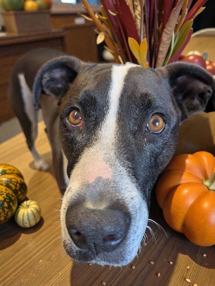 Enlarge Sir Reginald, a Adoptable mixed breed in Lakeland, FL image 3/6
