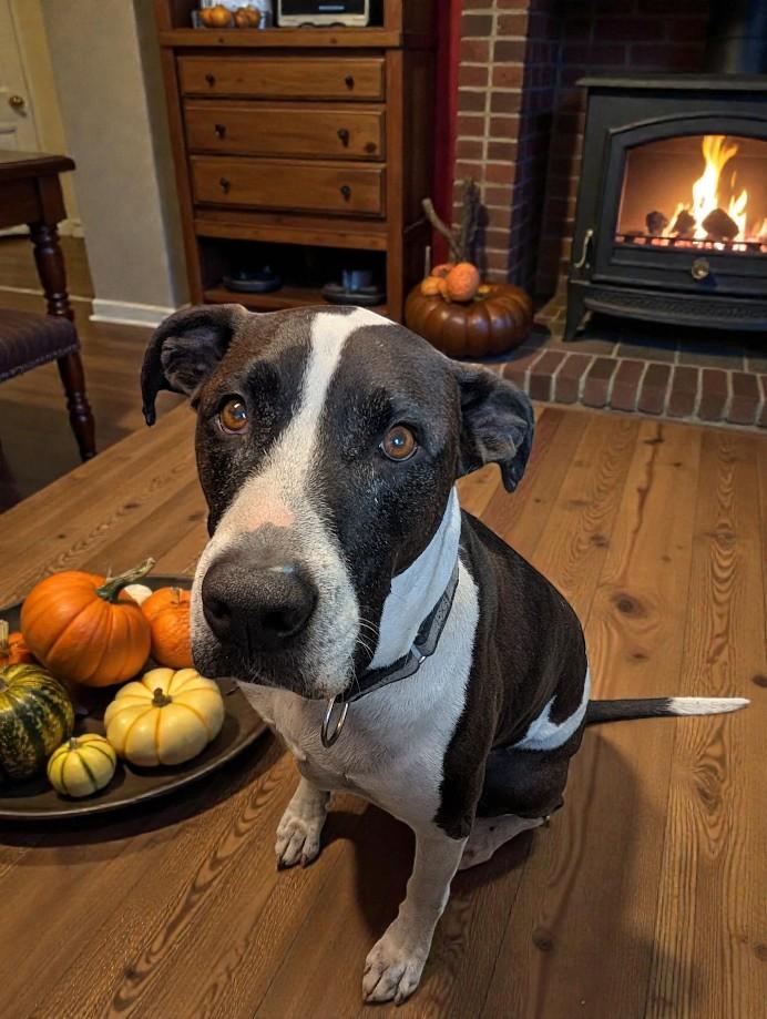 Enlarge Sir Reginald, a Adoptable mixed breed in Lakeland, FL image 4/6