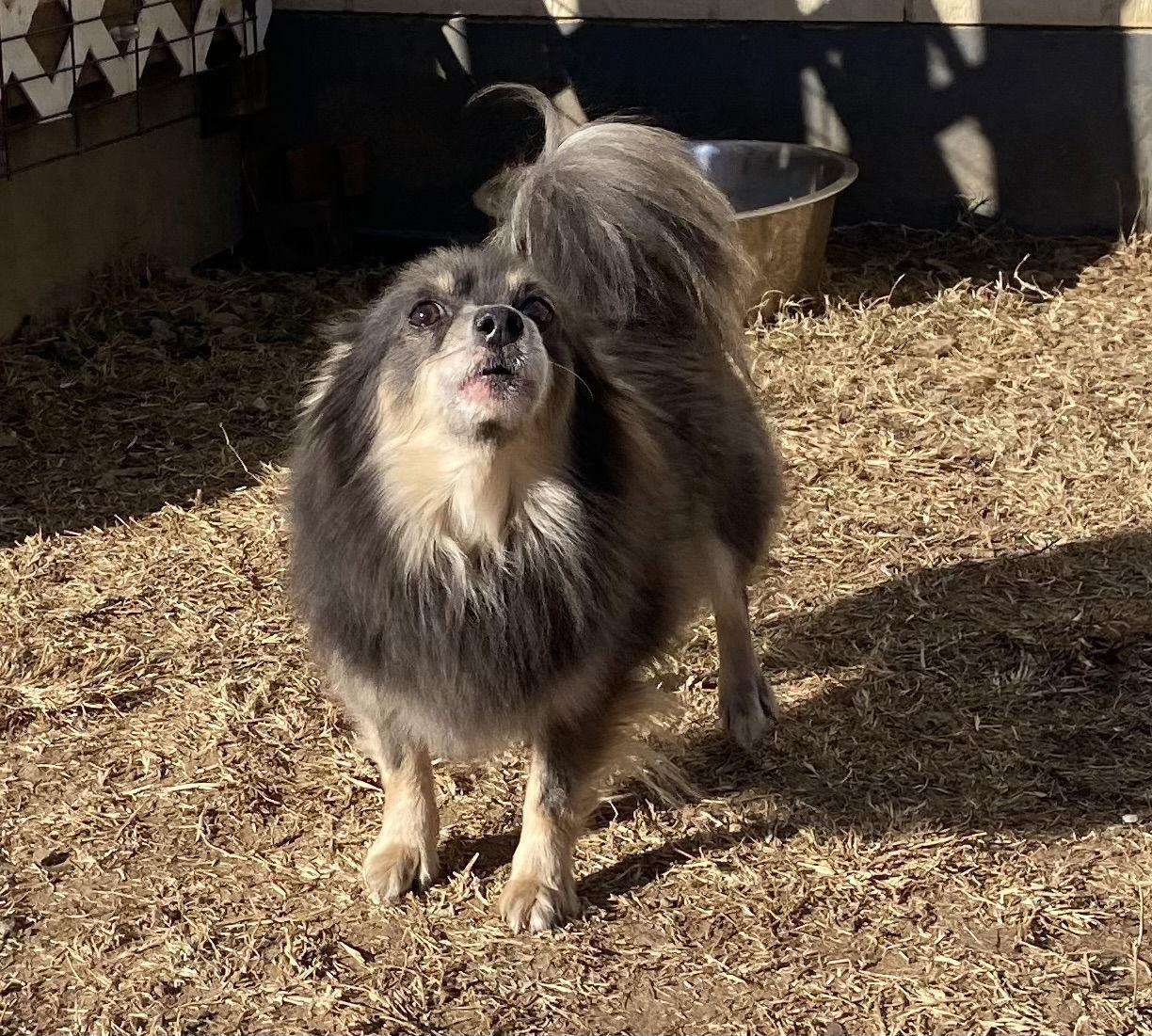 Enlarge Birdie Mar 25, a Adoptable Pomeranian in Pacolet, SC image 1/3