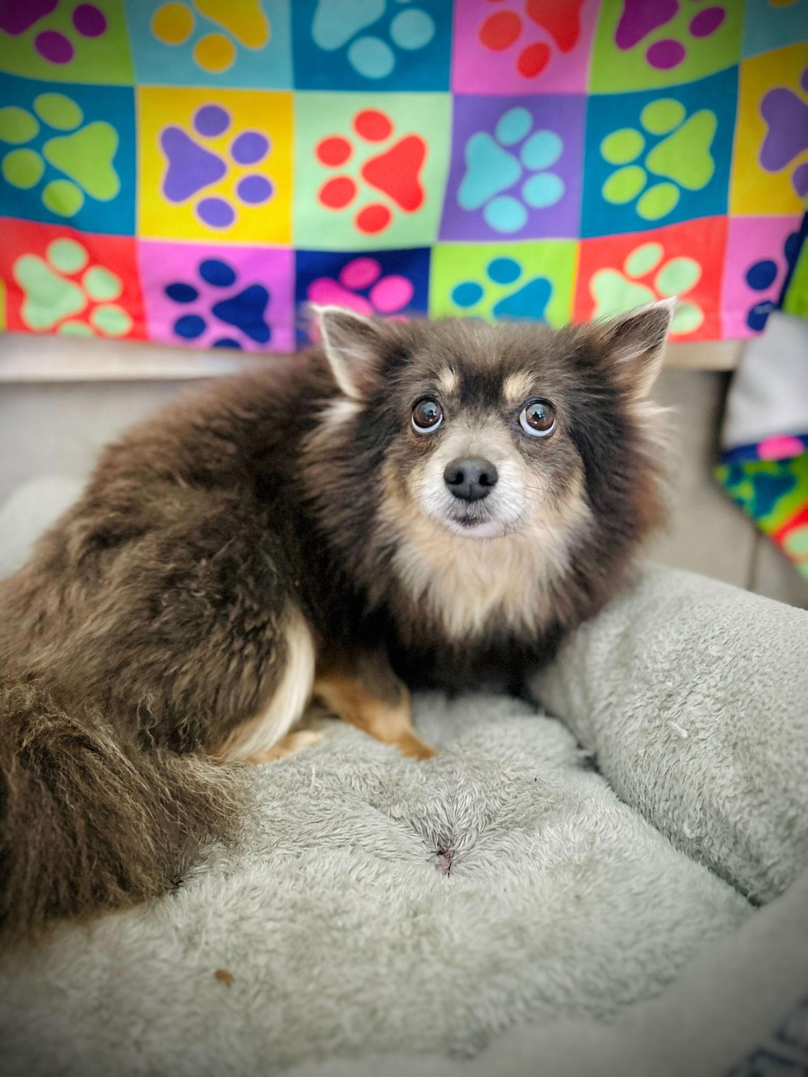 Enlarge Birdie Mar 25, a Adoptable Pomeranian in Pacolet, SC image 2/3