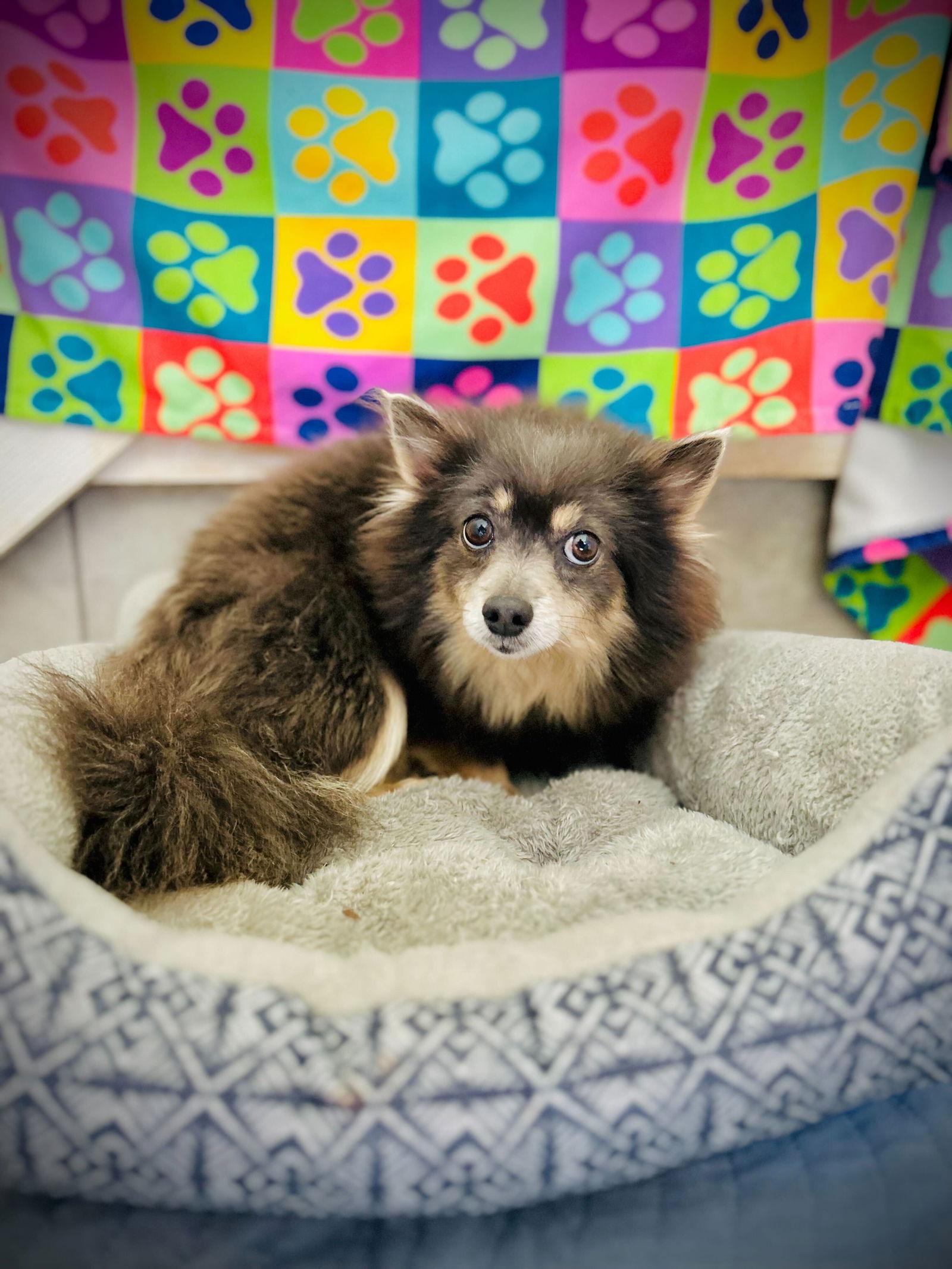 Enlarge Birdie Mar 25, a Adoptable Pomeranian in Pacolet, SC image 3/3