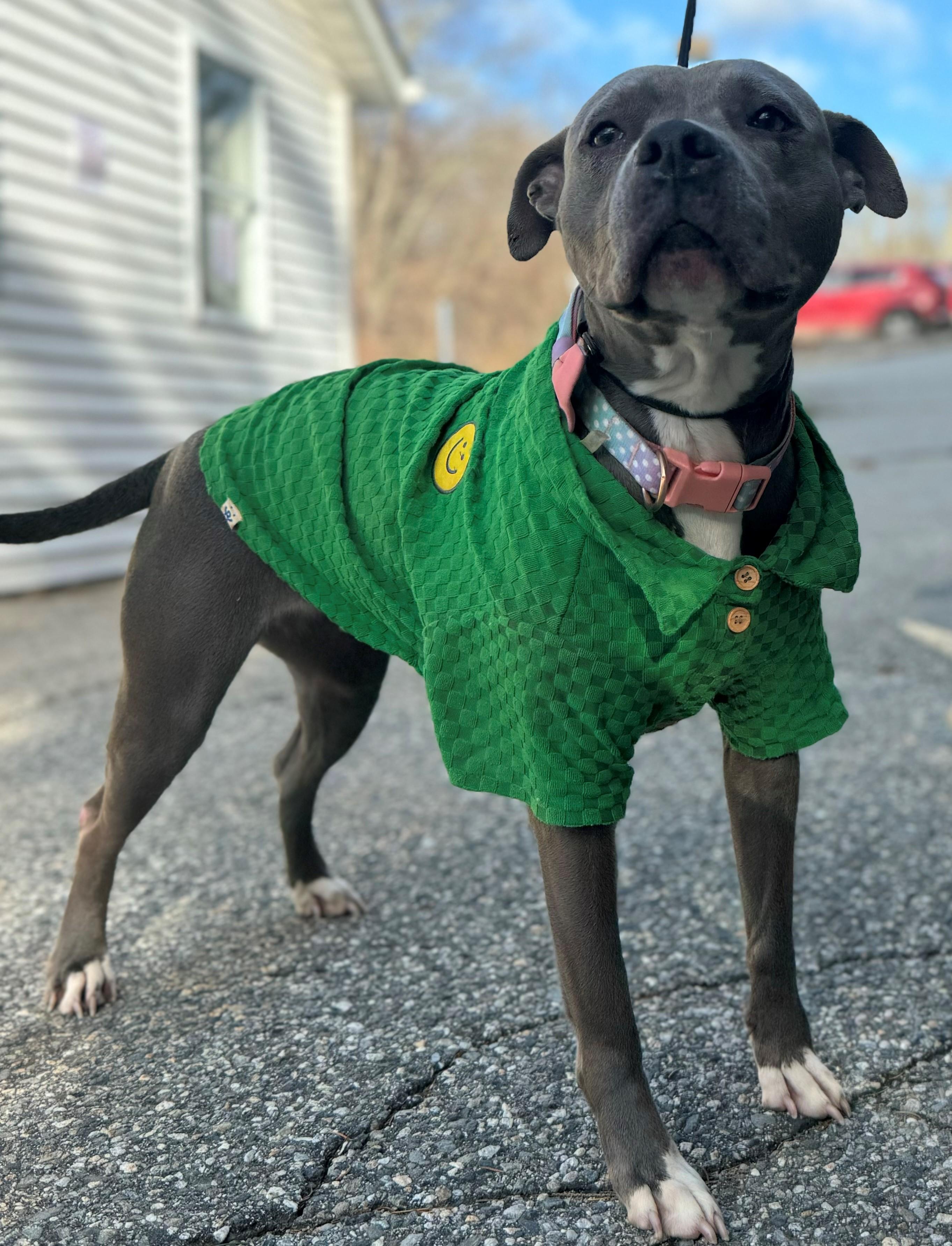 Cupcake, Adoptable, Adult Female Pit Bull Terrier.