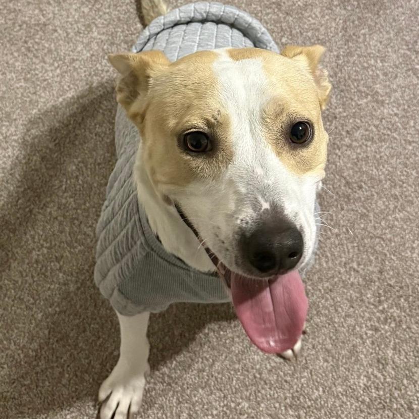 Lady, a Adoptable mixed breed in Stagecoach, NV image 1/3