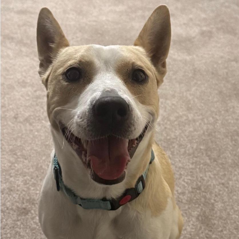 Lady, a Adoptable mixed breed in Stagecoach, NV image 2/3