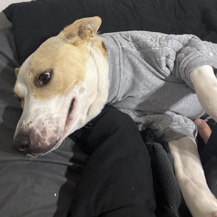 Lady, a Adoptable mixed breed in Stagecoach, NV image 3/3