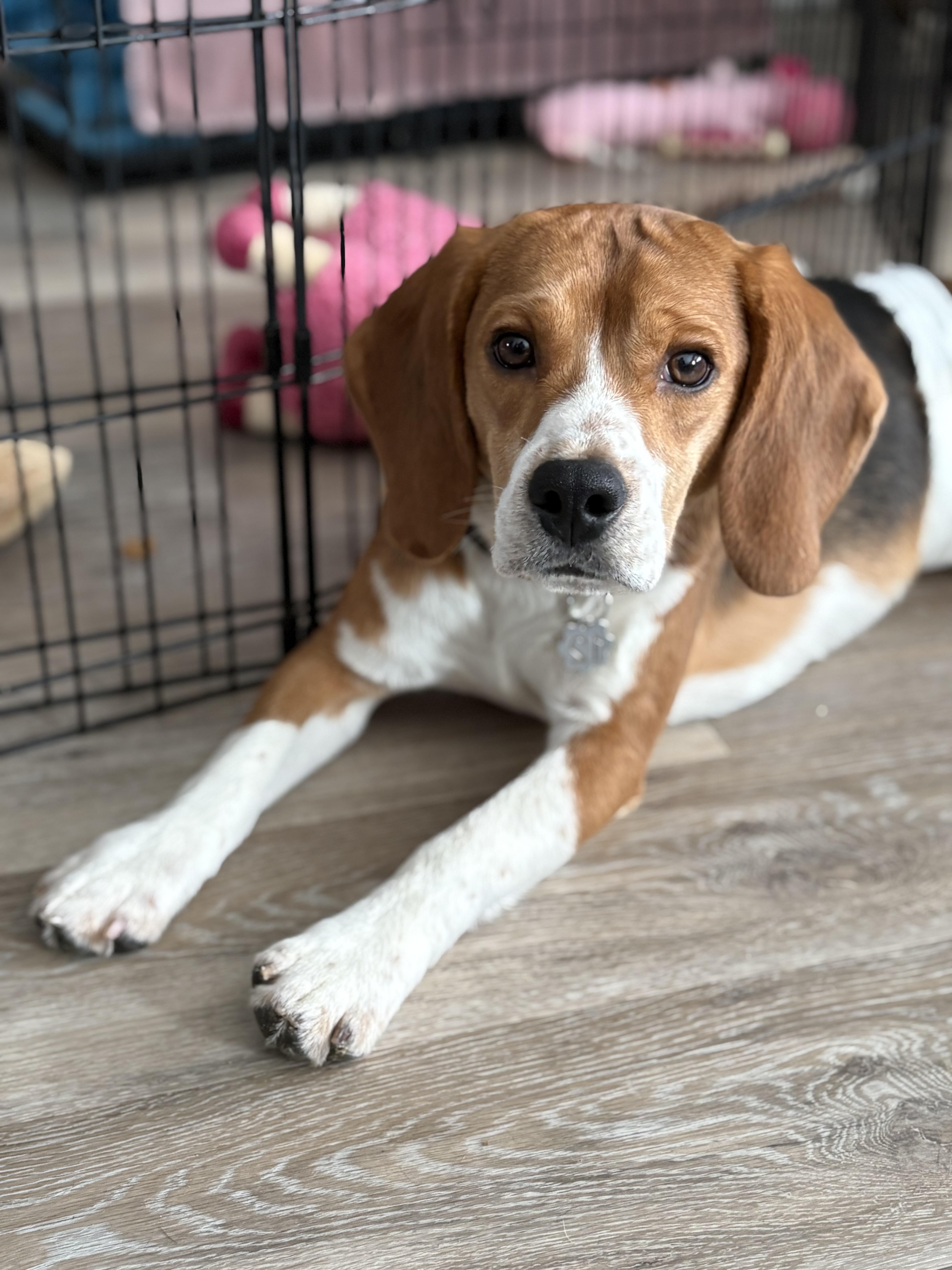 Alfie-12, Adopted, Young Male Beagle.