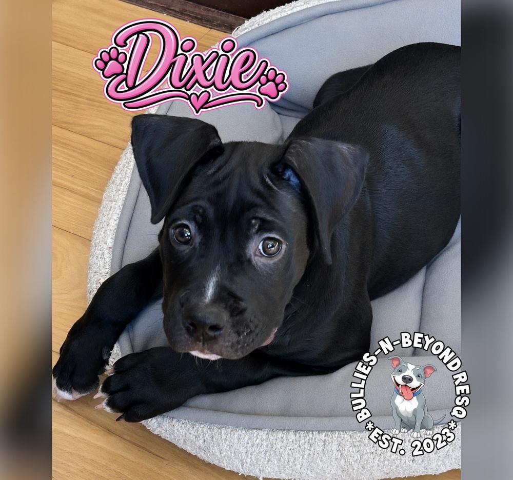 Dixie, Adoptable, Puppy Female Boxer.