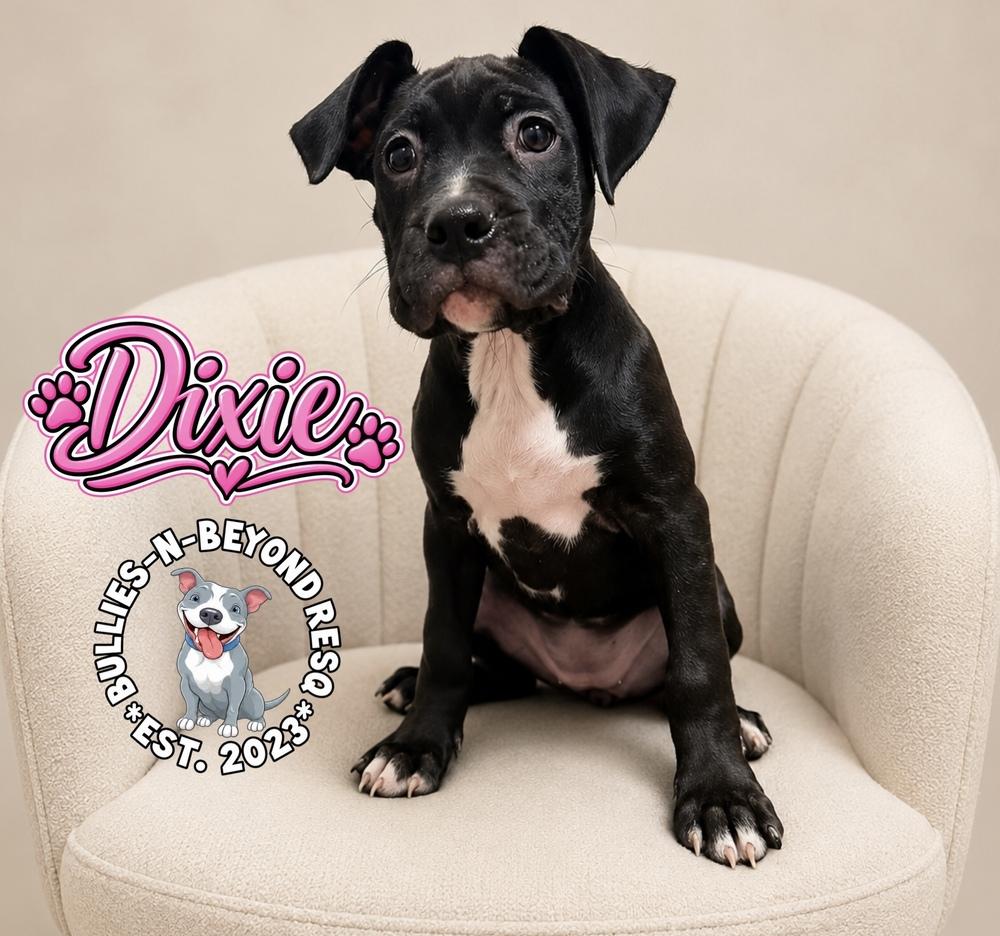 Enlarge Dixie, a Adoptable mixed breed in Omaha, NE image 2/5