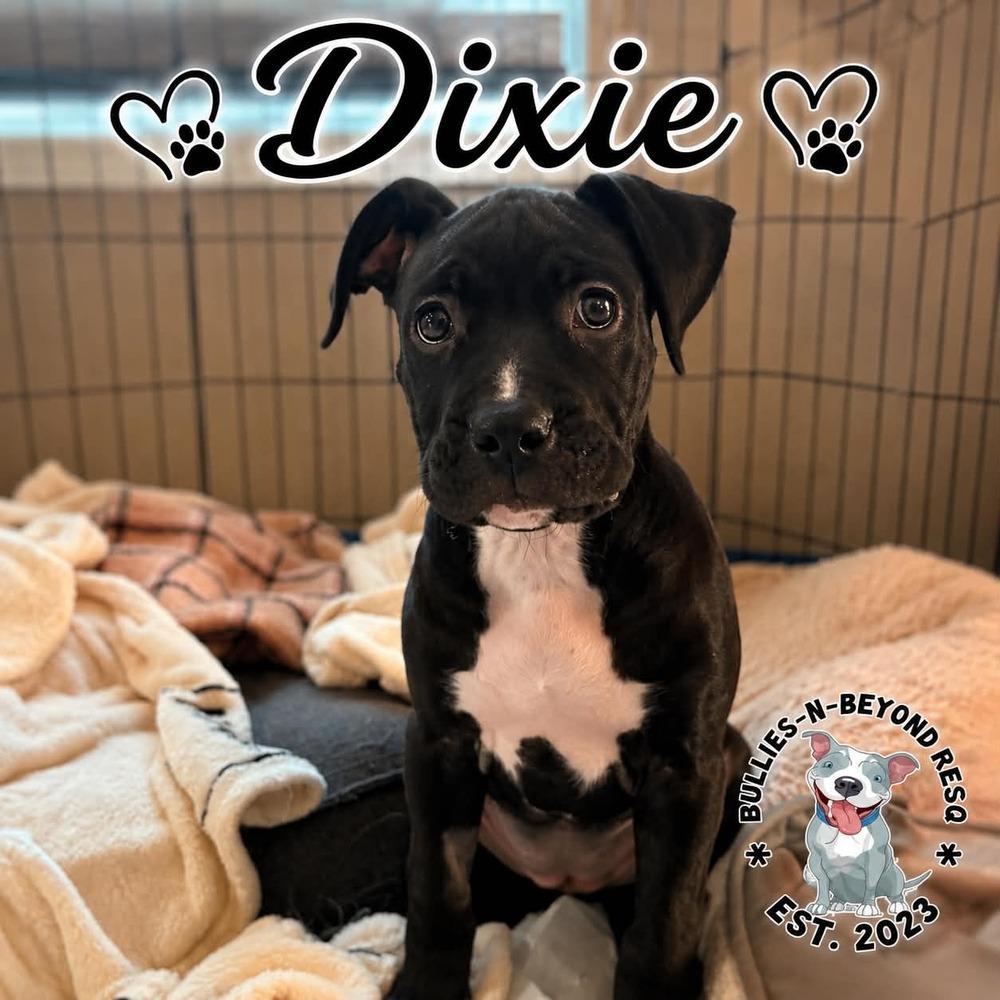 Enlarge Dixie, a Adoptable mixed breed in Omaha, NE image 3/5