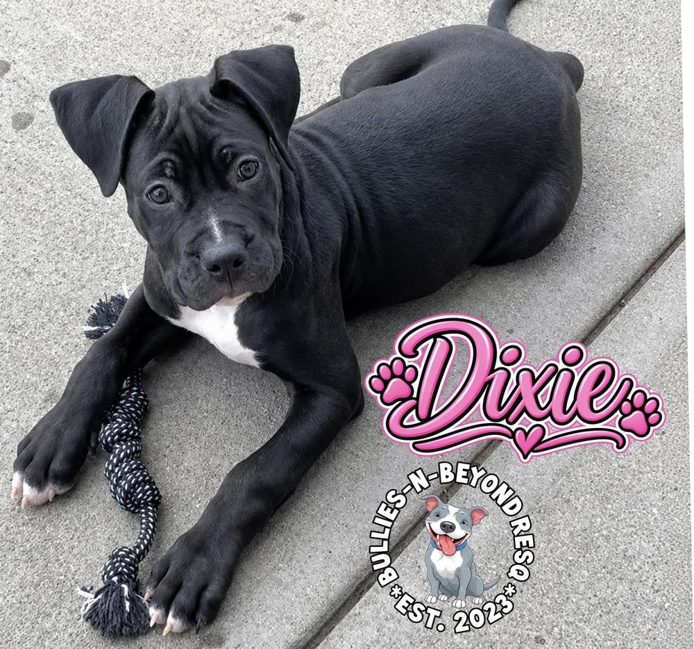 Enlarge Dixie, a Adoptable mixed breed in Omaha, NE image 4/5