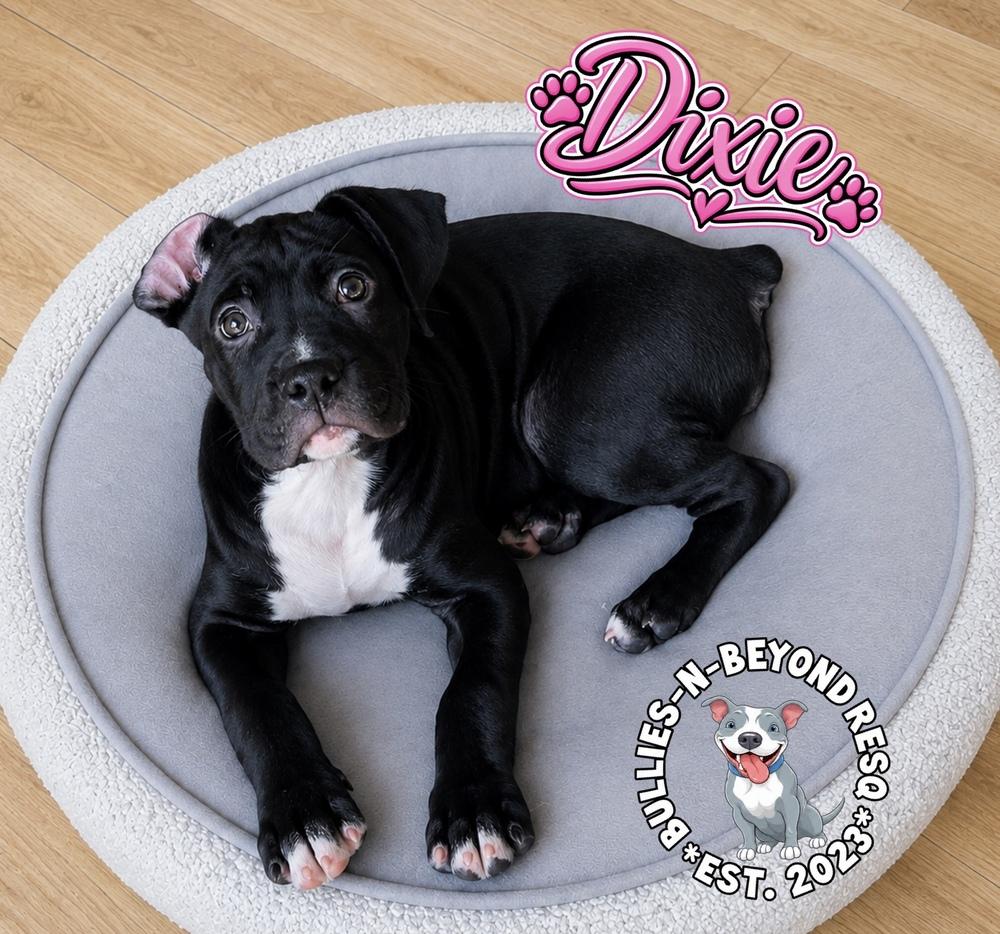 Enlarge Dixie, a Adoptable mixed breed in Omaha, NE image 5/5
