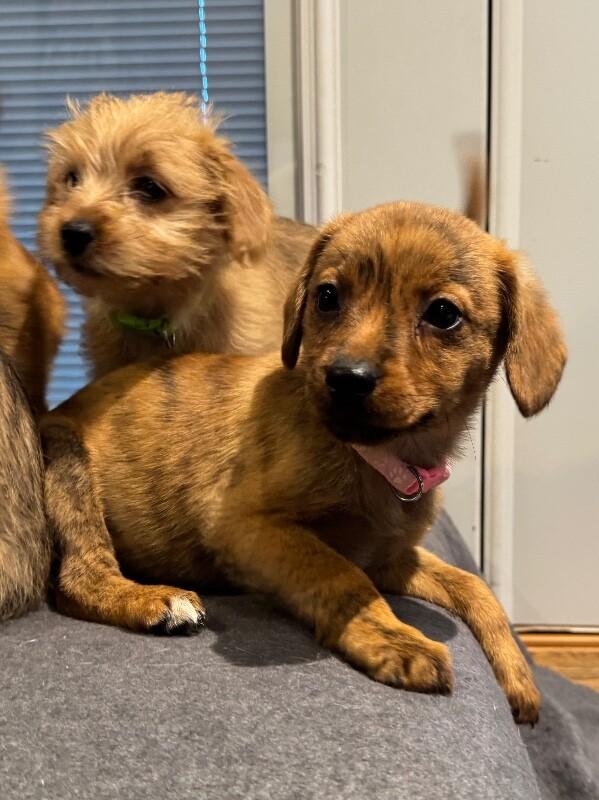 Gaia, Adoptable, Young Female Terrier & Mixed Breed.