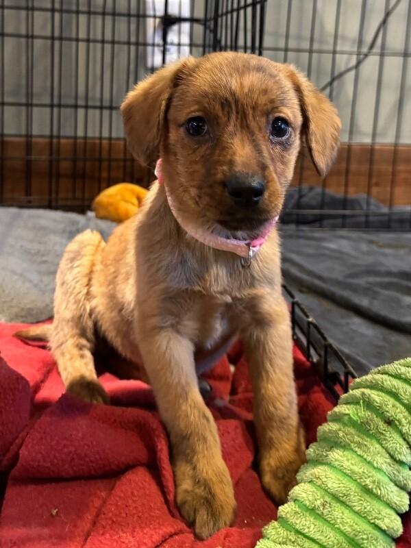 Enlarge Gaia, a Adoptable mixed breed in Alma, WI image 2/6