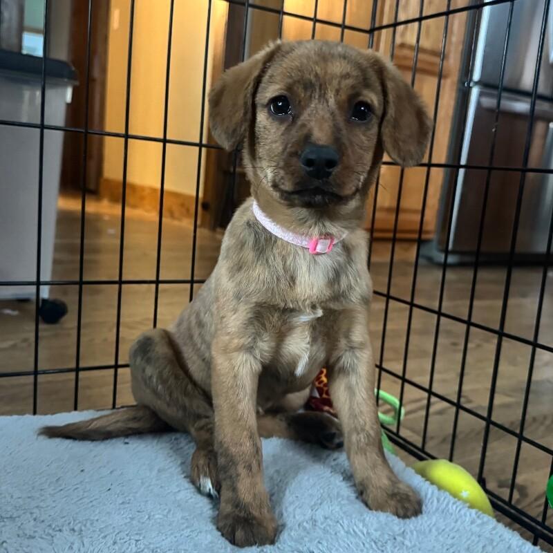 Enlarge Gaia, a Adoptable mixed breed in Alma, WI image 3/6