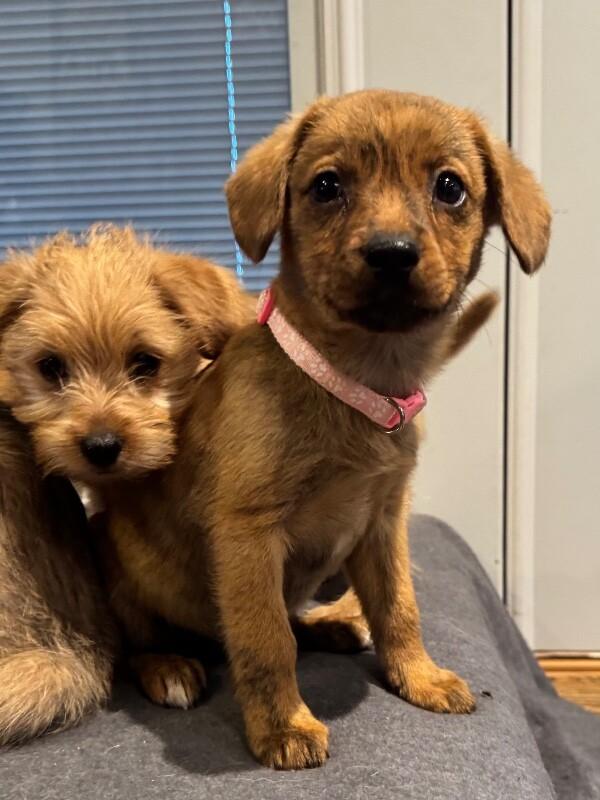 Enlarge Gaia, a Adoptable mixed breed in Alma, WI image 4/6