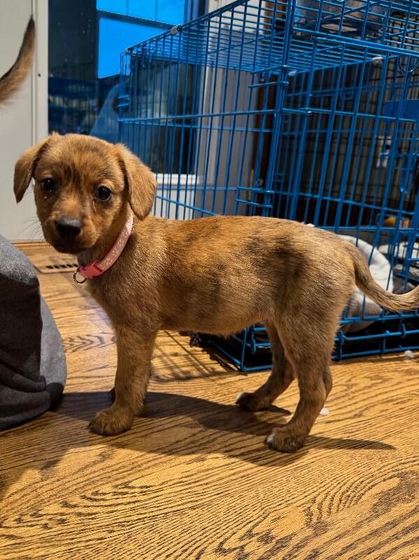 Enlarge Gaia, a Adoptable mixed breed in Alma, WI image 5/6