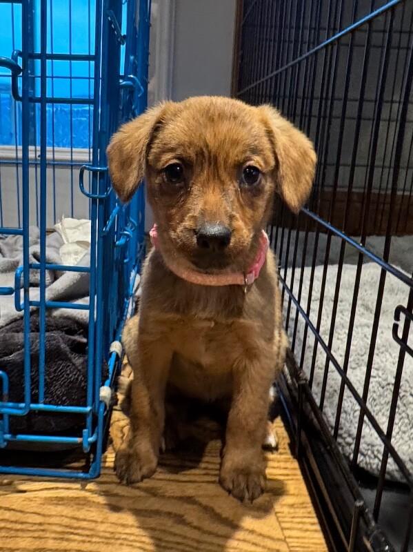 Enlarge Gaia, a Adoptable mixed breed in Alma, WI image 6/6