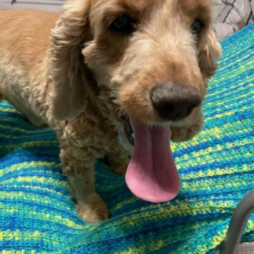 Buster N 24-23028-2, Adoptable, Senior Male Cocker Spaniel.