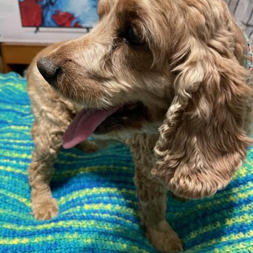 Enlarge Buster N 24-23028-2, a Adoptable Cocker Spaniel in Parker, CO image 2/4