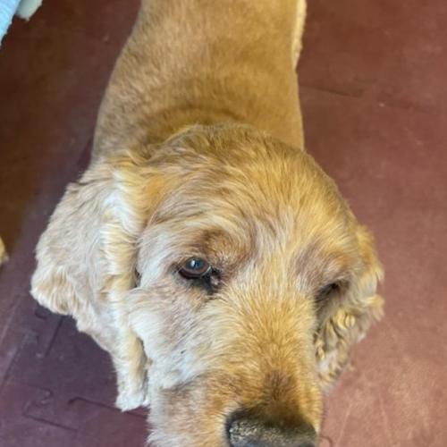 Enlarge Buster N 24-23028-2, a Adoptable Cocker Spaniel in Parker, CO image 2/5