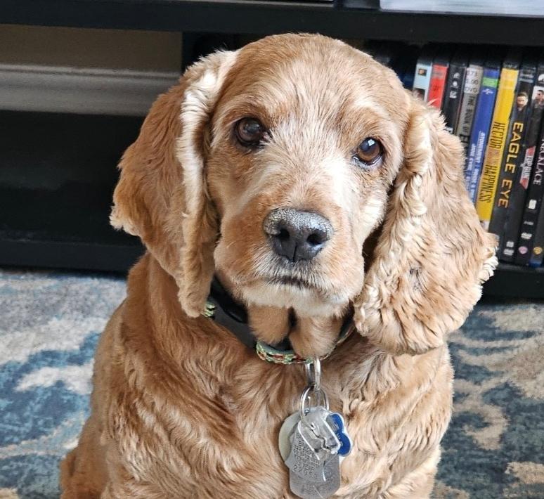 Enlarge Buster N 24-23028-2, a Adoptable Cocker Spaniel in Parker, CO image 4/5