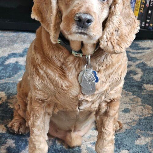 Enlarge Buster N 24-23028-2, a Adoptable Cocker Spaniel in Parker, CO image 3/5