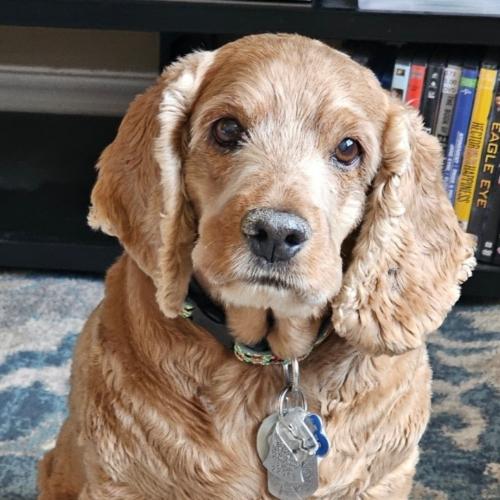 Enlarge Buster N 24-23028-2, a Adoptable Cocker Spaniel in Parker, CO image 5/5