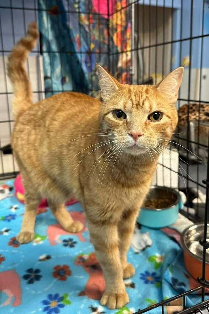 Doug, Adoptable, Adult Male Domestic Short Hair.
