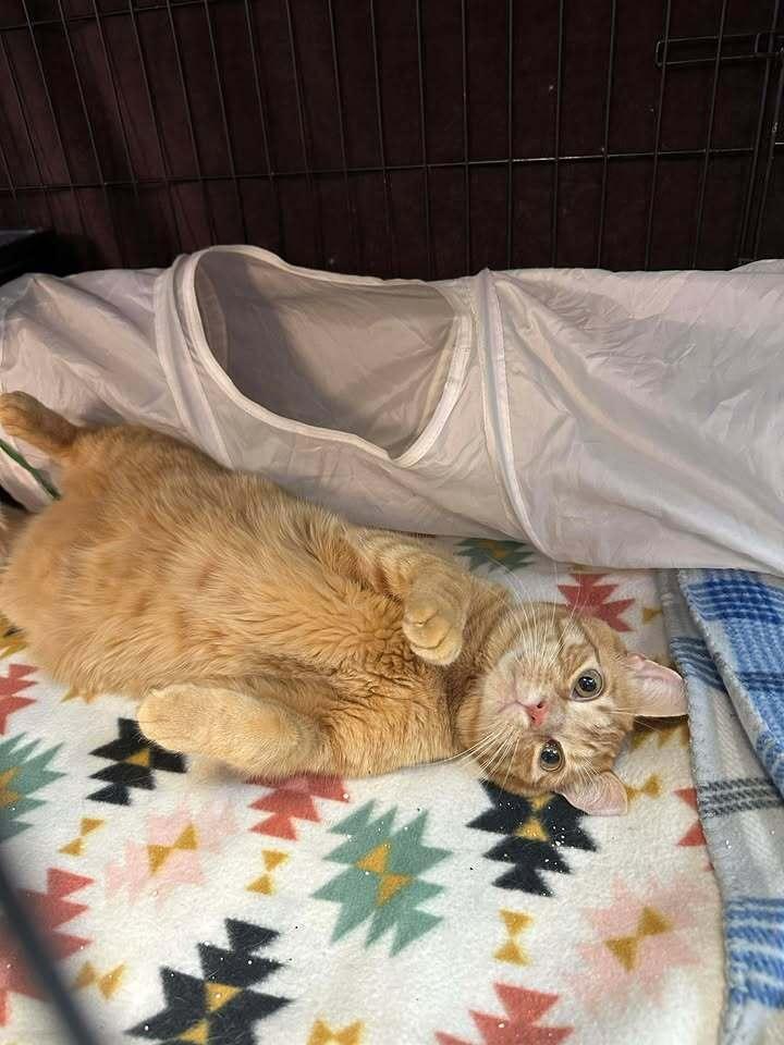 Doug, Adoptable, Adult Male Domestic Short Hair.