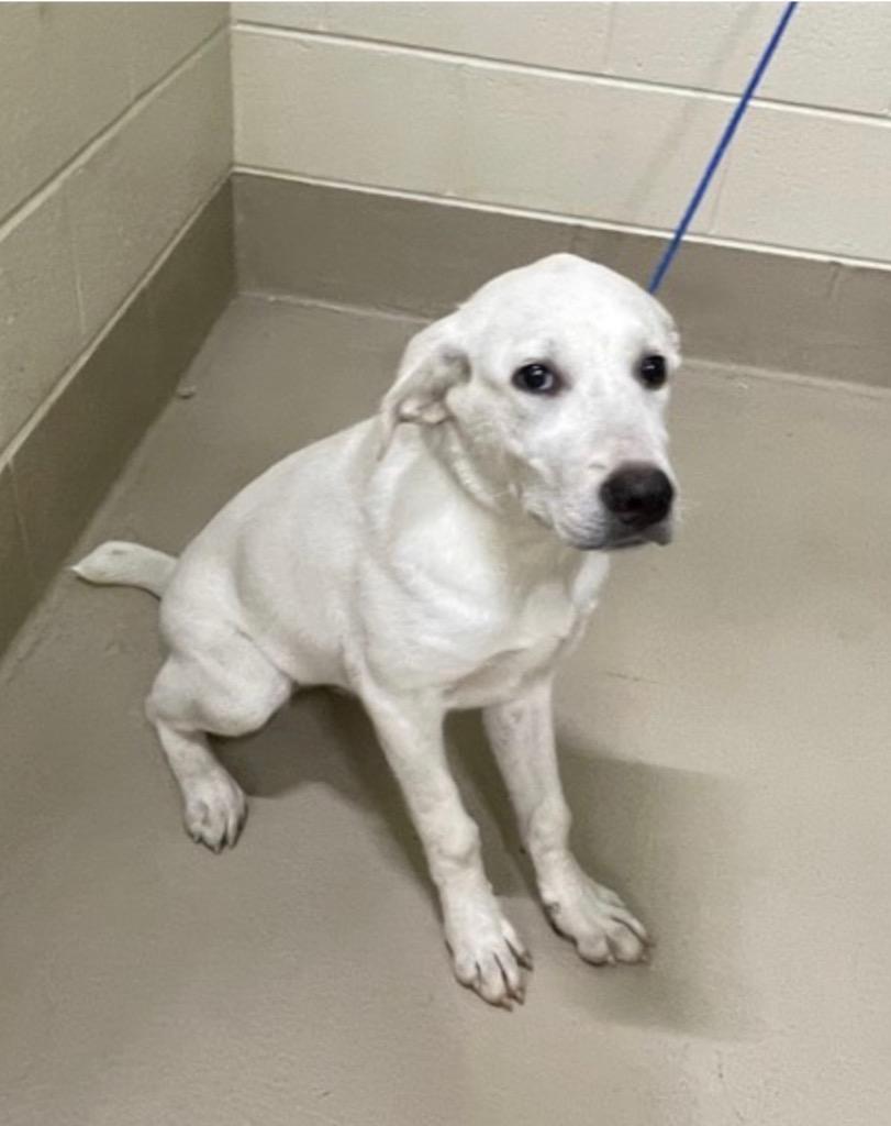 Enlarge Oliver, a Adopted Labrador Retriever in Charlotte, MI image 1/1