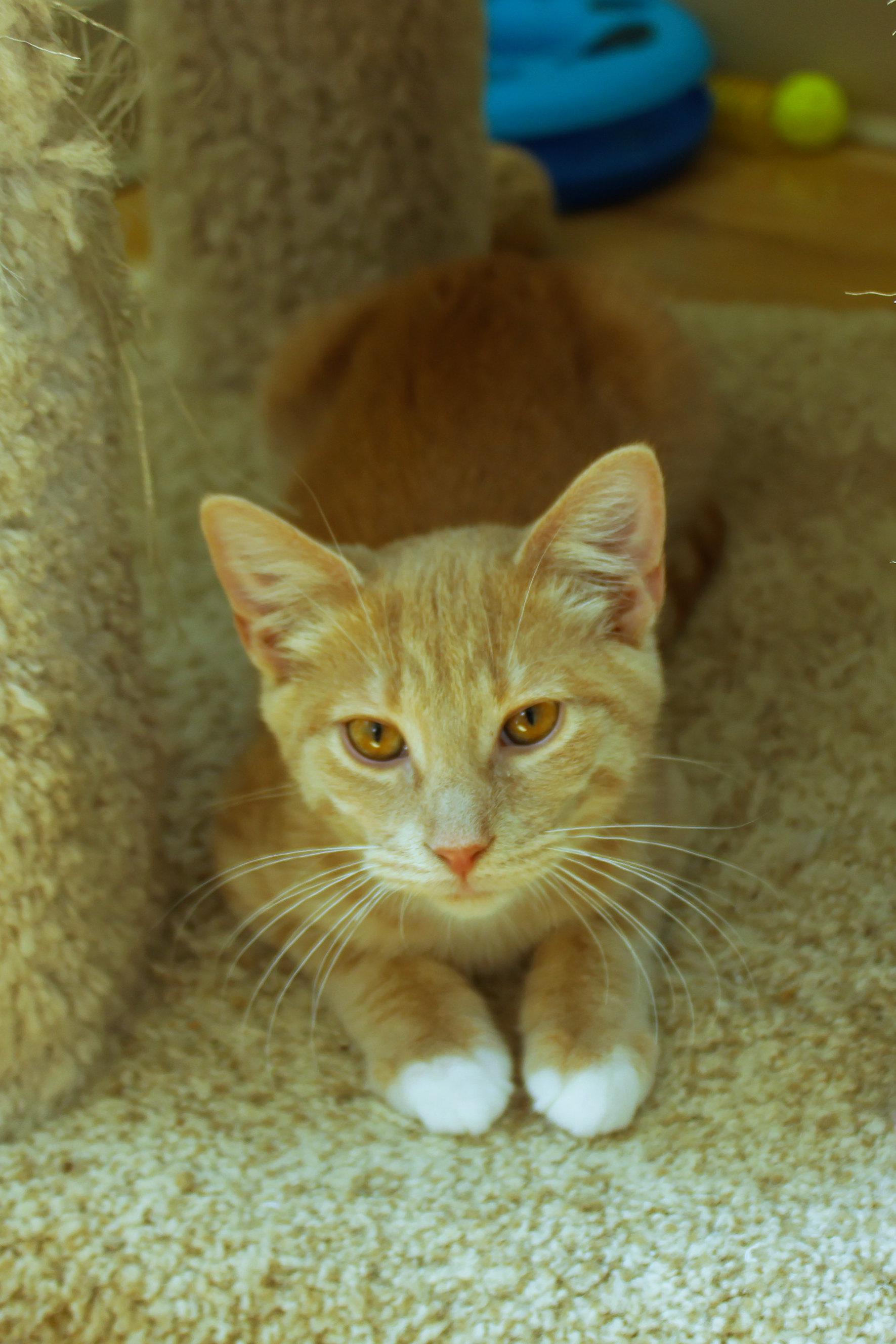 Enlarge Banjo, a ADOPTABLE Domestic Short Hair in Urbana, OH image 2/4