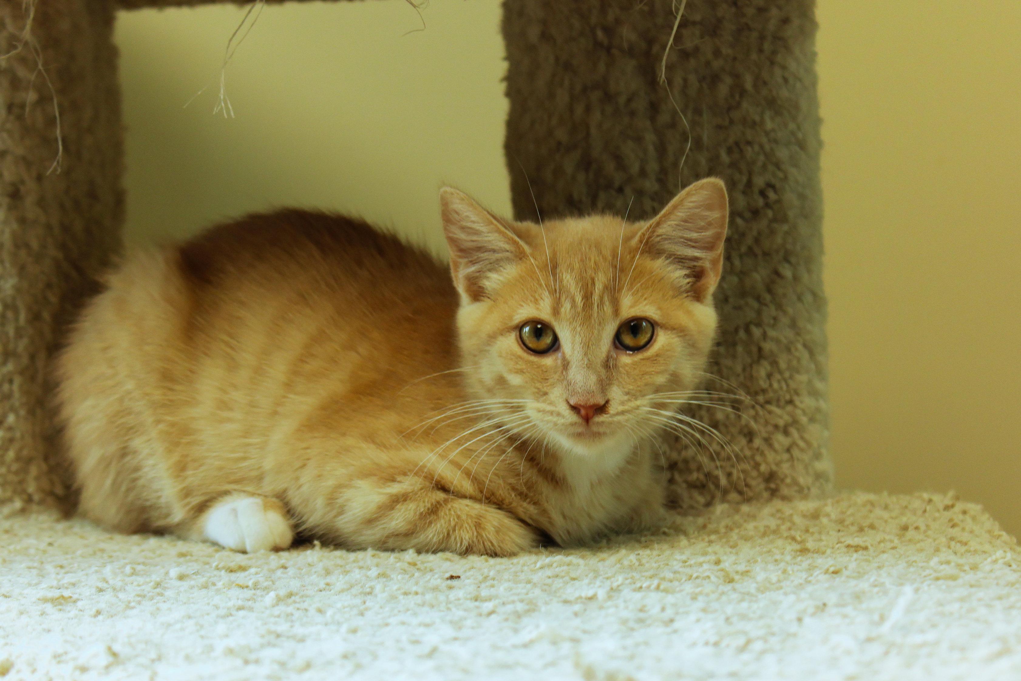 Enlarge Banjo, a ADOPTABLE Domestic Short Hair in Urbana, OH image 3/4