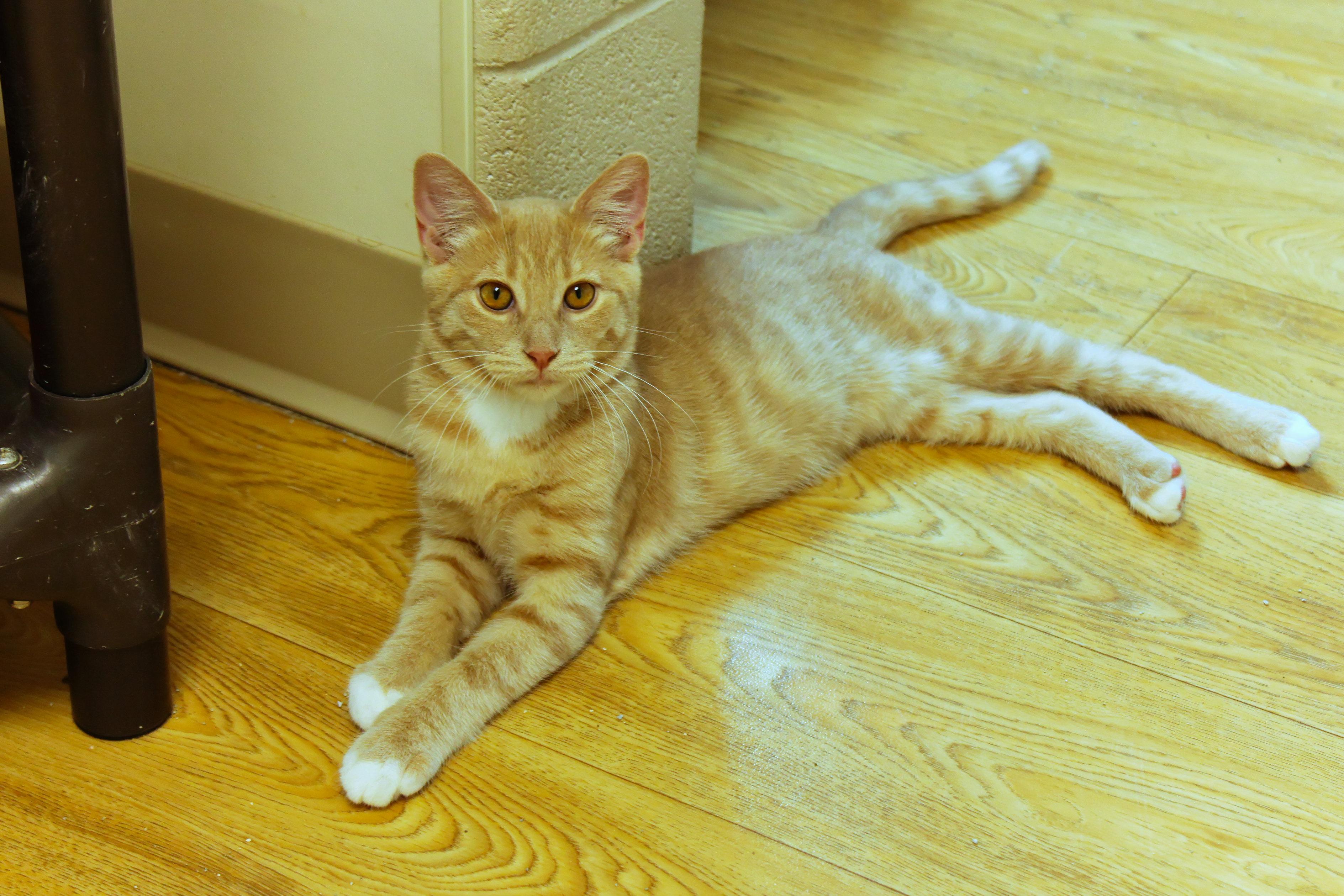 Enlarge Banjo, a ADOPTABLE Domestic Short Hair in Urbana, OH image 1/4
