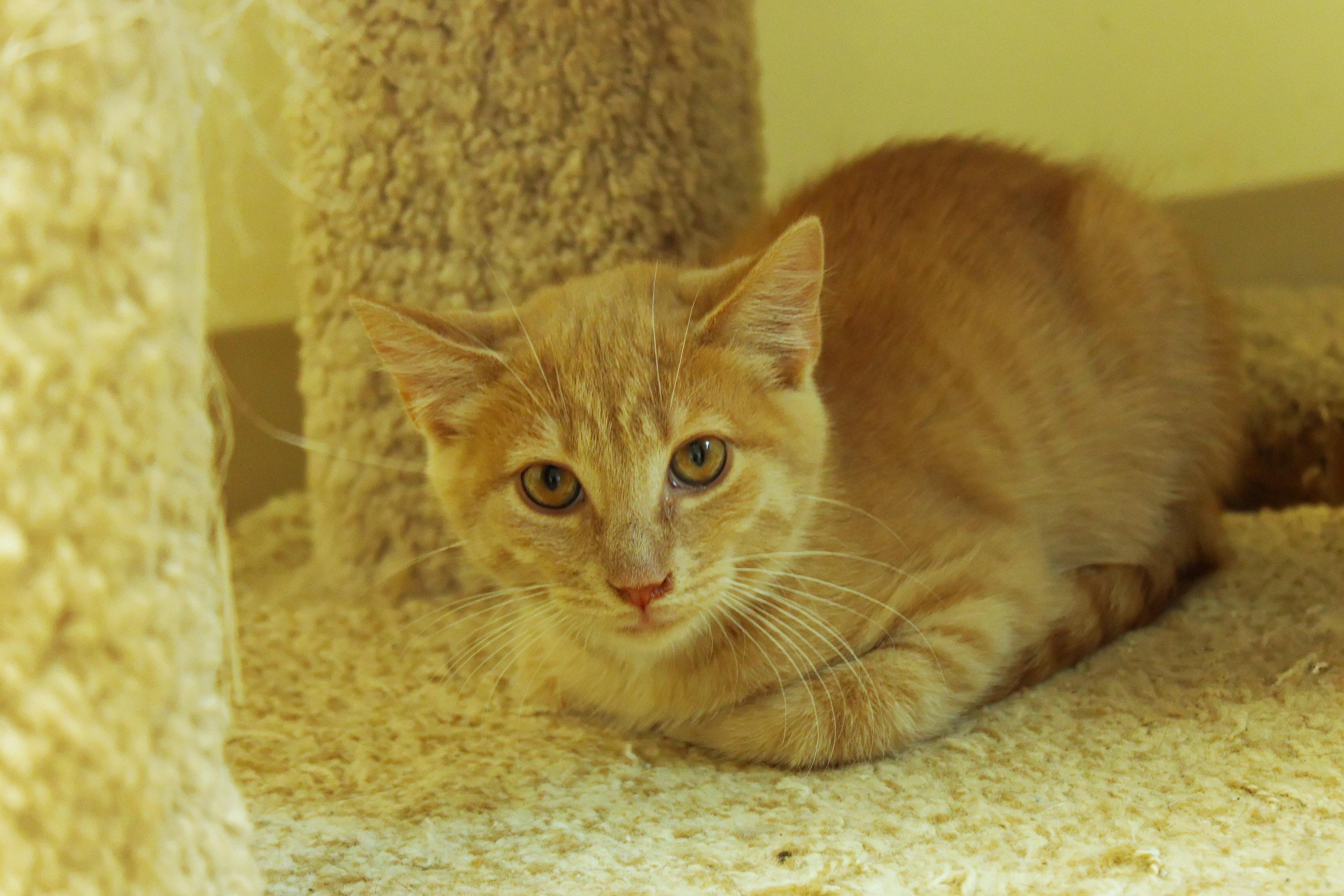Enlarge Banjo, a ADOPTABLE Domestic Short Hair in Urbana, OH image 4/4