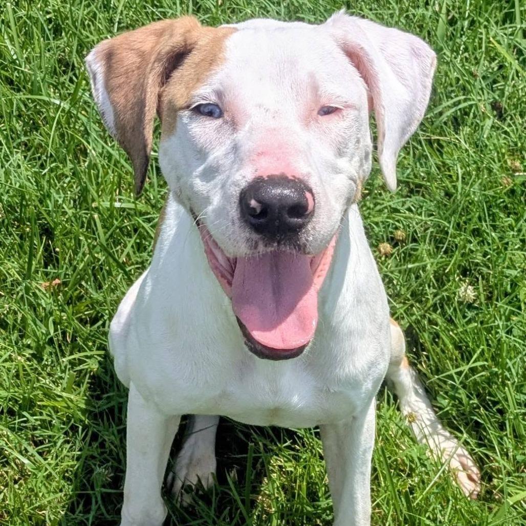 Dreama, a Adoptable Mixed Breed in Jeffersonville, IN image 1/3