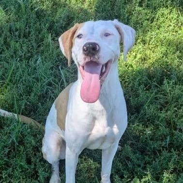 Dreama, a Adoptable Mixed Breed in Jeffersonville, IN image 2/3