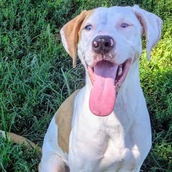 Dreama, a Adoptable Mixed Breed in Jeffersonville, IN image 3/3